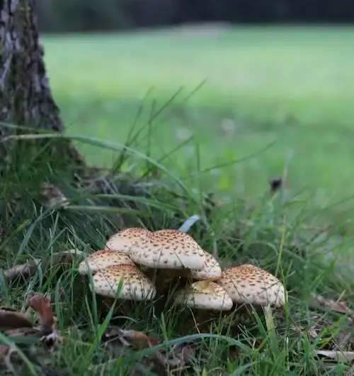 sobre-nosotros-champiscap