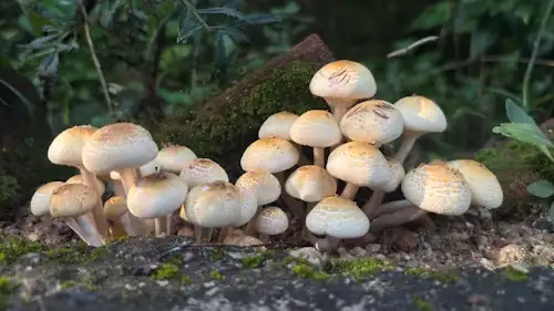 Asesoramiento-en-fungicultura